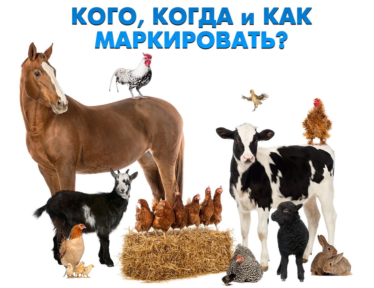 Информация для населения об обязательном маркировании и учете сельскохозяйственных животных и домашней птицы.